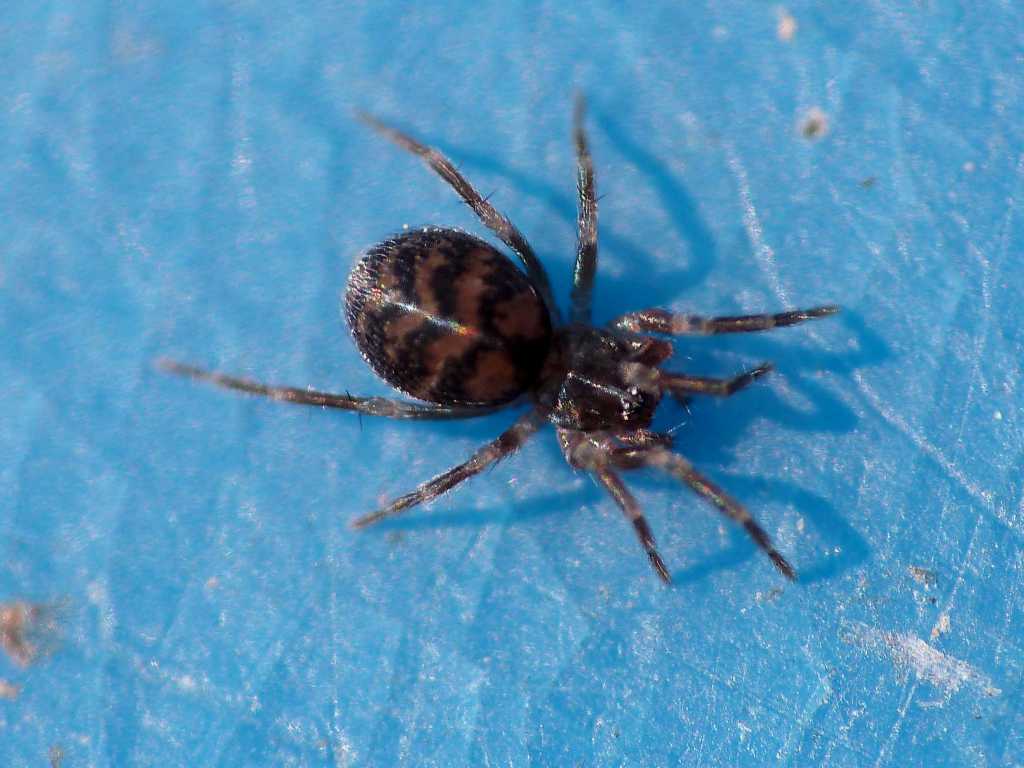 Lathys sp.? (Dictynidae) - Tolfa e Ostia (RM)